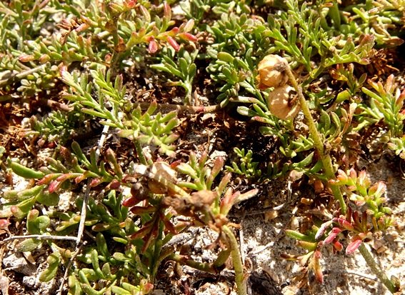 Hermannia succulent species