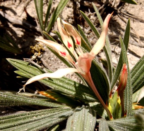 Babiana tubiflora