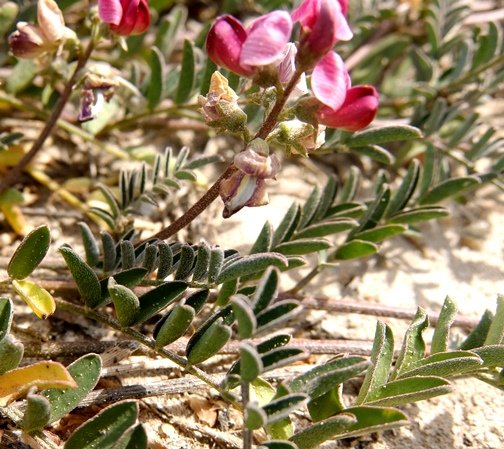Lessertia argentea