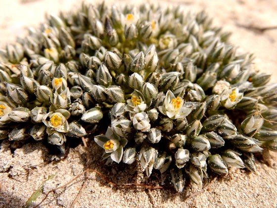 Limeum africanum subsp. africanum