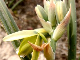 Albuca grandis one flower open