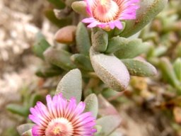 Amphibolia laevis