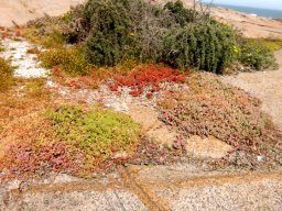 Colourful leaf carpets