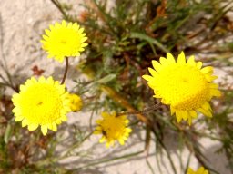 Cotula duckittiae