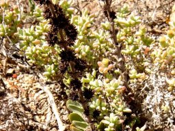 Crassula tomentosa var. tomentosa after flowering