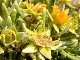 Didelta carnosa var. carnosa floral stages