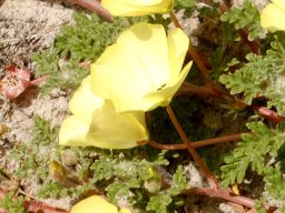 Grielum humifusum