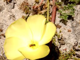 Grielum humifusum flower being serviced