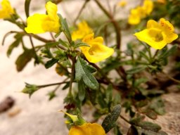 Hemimeris sabulosa spring flowers
