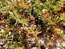 Hermannia succulent species