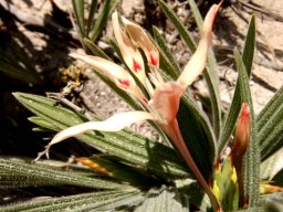 Babiana tubiflora