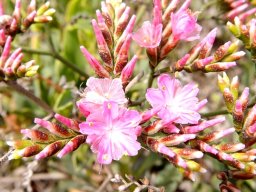 Limonium peregrinum or sea lavender
