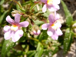 Nemesia strumosa also known as balsa mienie
