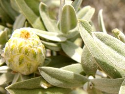 Pteronia onobromoides important in the past