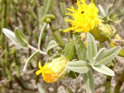 Pteronia onobromoides, the sab bears yellow flowers