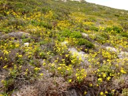 Senecio maritimus celebrating success