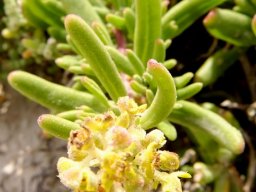 Tetragonia fruticosa
