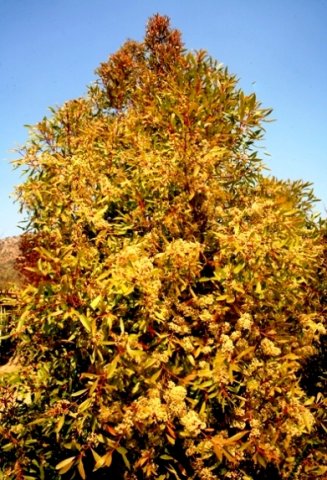 Catha edulis blooming