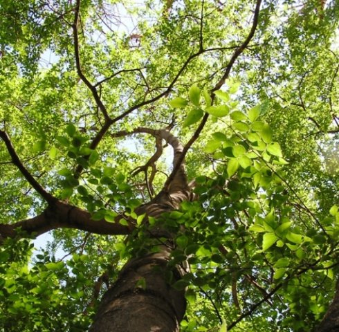 Celtis africana
