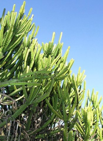 Euphorbia grandidens stem-tips