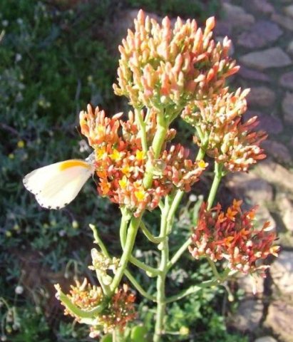 Kalanchoe rotundifolia