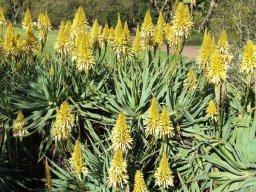 Aloe arborescens flowering yellow