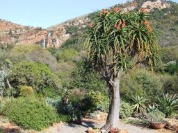 Aloidendron barberae in flower