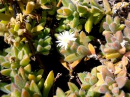 Delosperma calycinum variable leaf colour