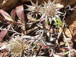 Macledium zeyheri in winter