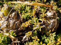 Drimia altissima, the leafless season