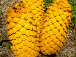 Encephalartos villosus female cones