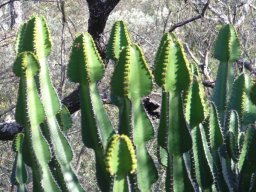 Euphorbia cooperi
