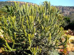 Euphorbia sekukuniensis broad crown