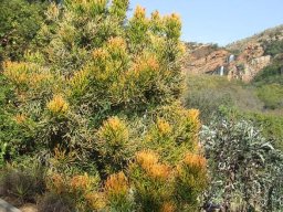 Euphorbia tirucalli colourful