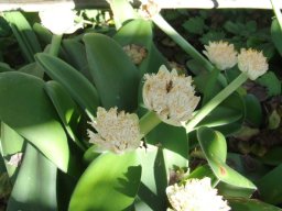 Haemanthus albiflos receiving pollinators