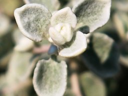 Helichrysum petiolare leaf tip