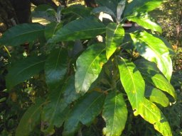 Solanum giganteum leaves hairless above