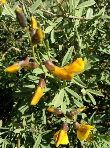 Calobota cytisoides also known as geelertjiebos