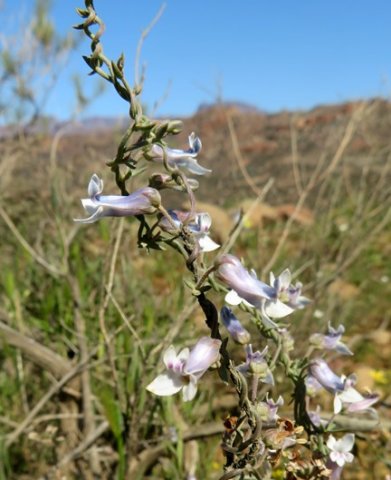 Cyphia digitata twining