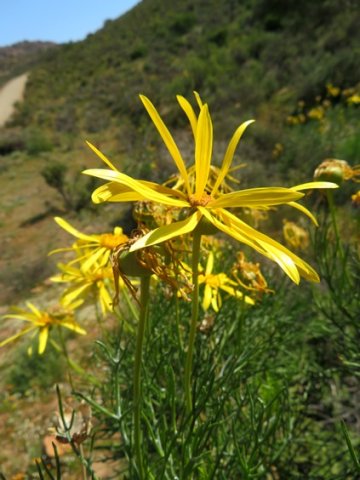 Euryops speciosissimus in spring