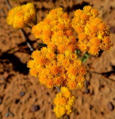 Helichrysum moeserianum bearing enough flowers