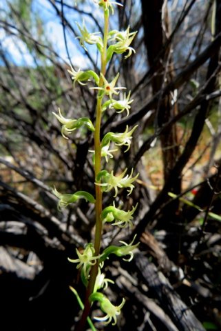Holothrix secunda flower spike