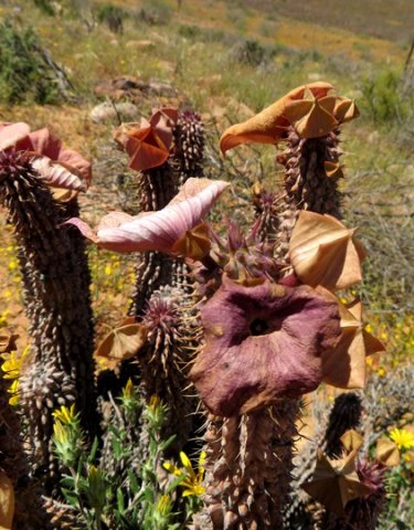 Hoodia gordonii washing line