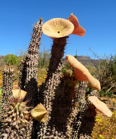 Hoodia gordonii little green, much grey stem
