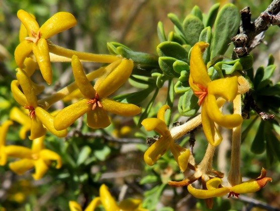 Lasiosiphon deserticola
