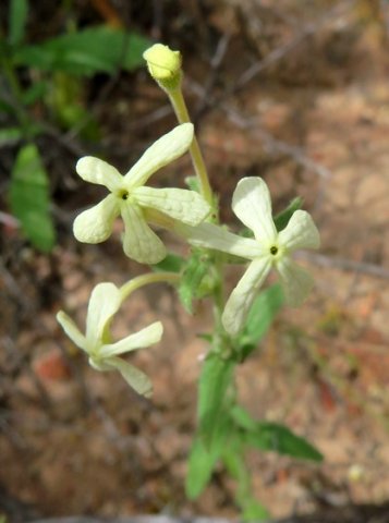 Lyperia tristis, the sad tearbush 