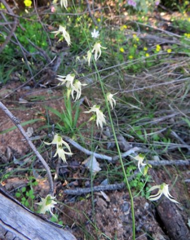 Melasphaerula graminea or fairy bells