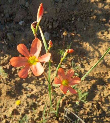 Moraea miniata, the two-leaved Cape tulp 
