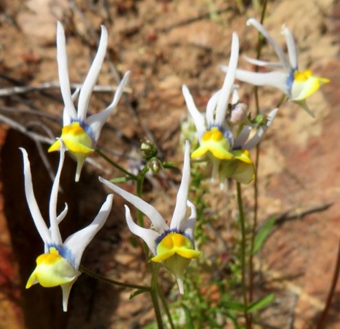 Nemesia cheiranthus finger signs