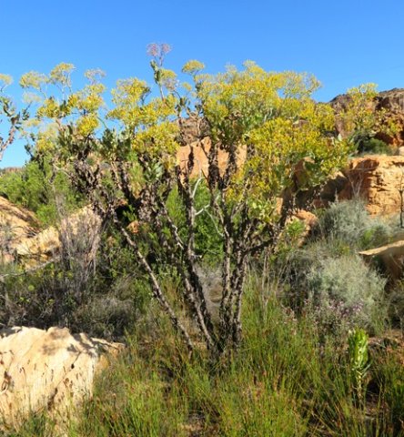 Othonna parviflora branched above ground level